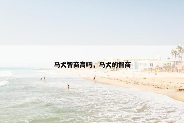 马犬智商高吗，马犬的智商