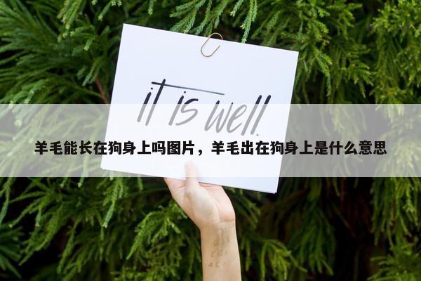 羊毛能长在狗身上吗图片，羊毛出在狗身上是什么意思