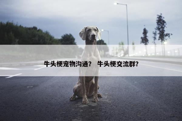 牛头梗宠物沟通？ 牛头梗交流群？