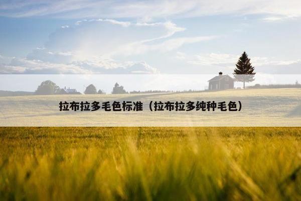 拉布拉多毛色标准（拉布拉多纯种毛色）