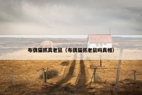 布偶猫抓真老鼠（布偶猫抓老鼠吗真相）