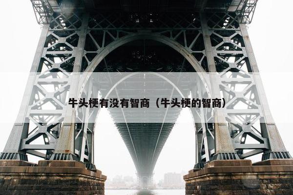 牛头梗有没有智商（牛头梗的智商）