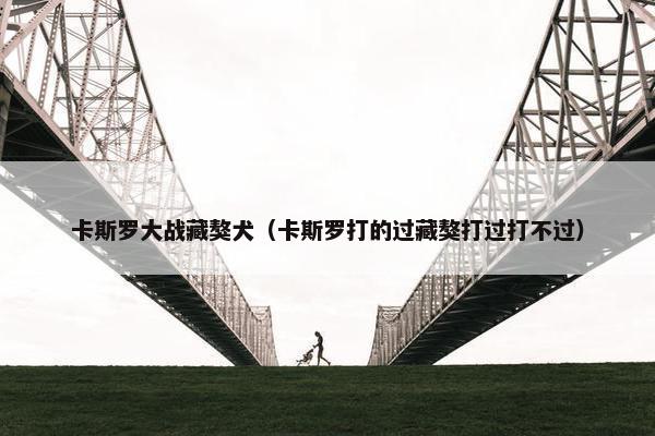 卡斯罗大战藏獒犬（卡斯罗打的过藏獒打过打不过）