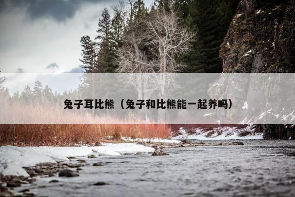 兔子耳比熊（兔子和比熊能一起养吗）