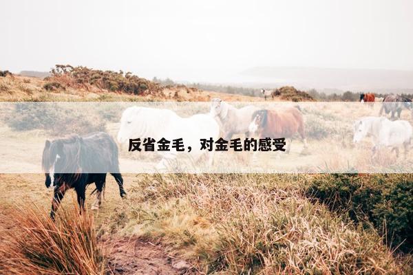 反省金毛，对金毛的感受