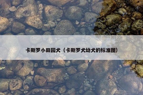 卡斯罗小田园犬（卡斯罗犬幼犬的标准图）