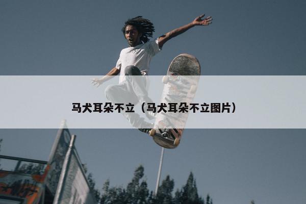 马犬耳朵不立（马犬耳朵不立图片）