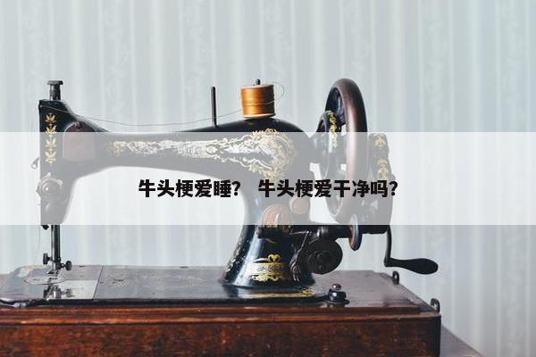 牛头梗爱睡？ 牛头梗爱干净吗？