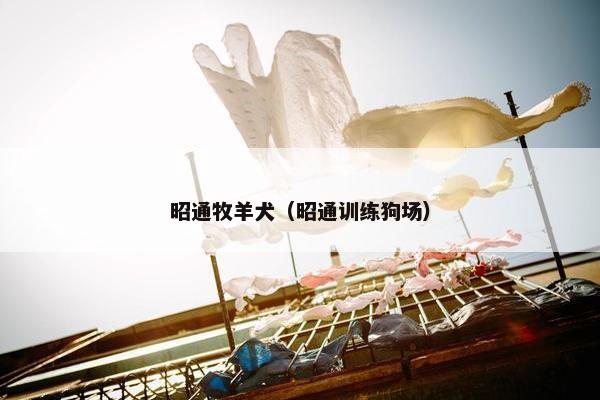 昭通牧羊犬（昭通训练狗场）