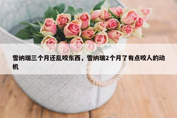 雪纳瑞三个月还乱咬东西，雪纳瑞2个月了有点咬人的动机