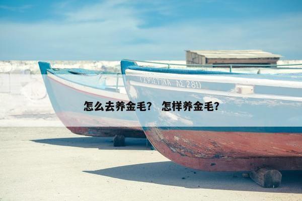 怎么去养金毛？ 怎样养金毛？