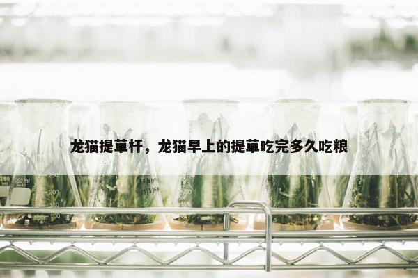 龙猫提草杆，龙猫早上的提草吃完多久吃粮