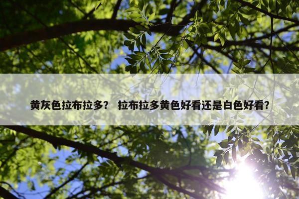 黄灰色拉布拉多？ 拉布拉多黄色好看还是白色好看？