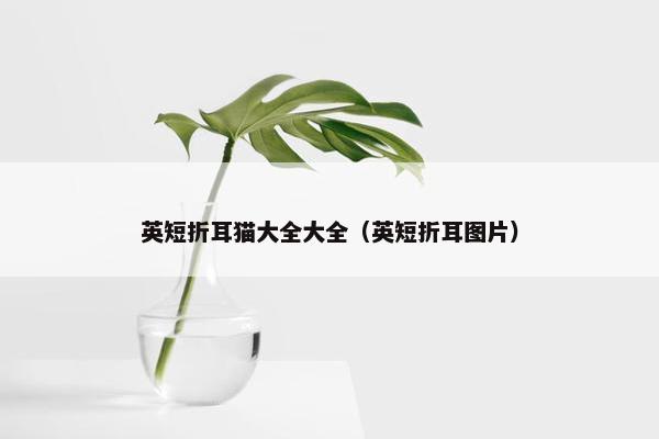 英短折耳猫大全大全（英短折耳图片）