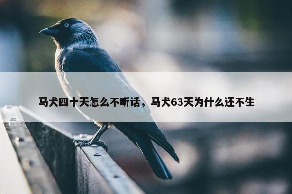 马犬四十天怎么不听话，马犬63天为什么还不生