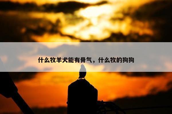 什么牧羊犬能有骨气，什么牧的狗狗
