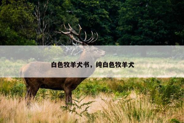 白色牧羊犬书，纯白色牧羊犬