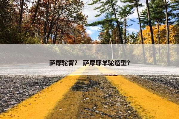 萨摩驼背？ 萨摩耶羊驼造型？