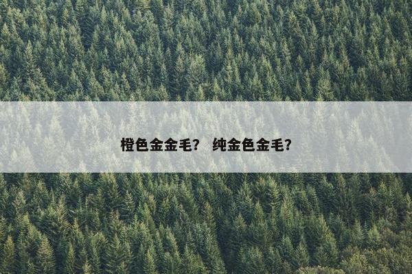 橙色金金毛？ 纯金色金毛？