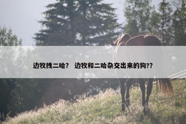 边牧拽二哈？ 边牧和二哈杂交出来的狗?？