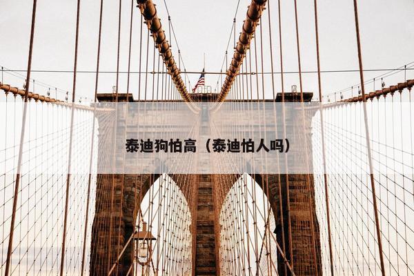 泰迪狗怕高（泰迪怕人吗）