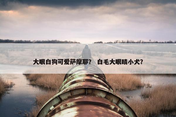 大眼白狗可爱萨摩耶？ 白毛大眼睛小犬？