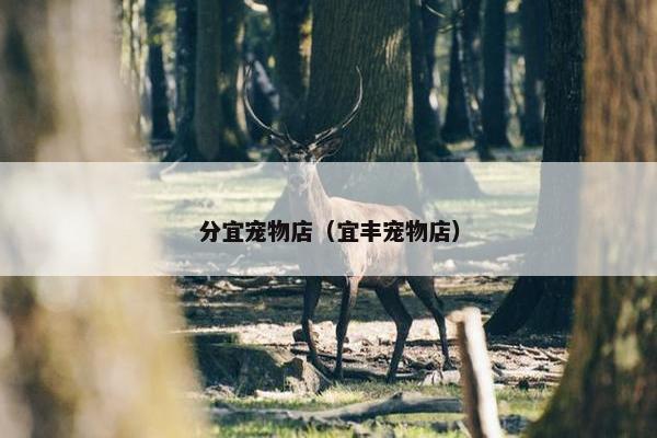 分宜宠物店（宜丰宠物店）