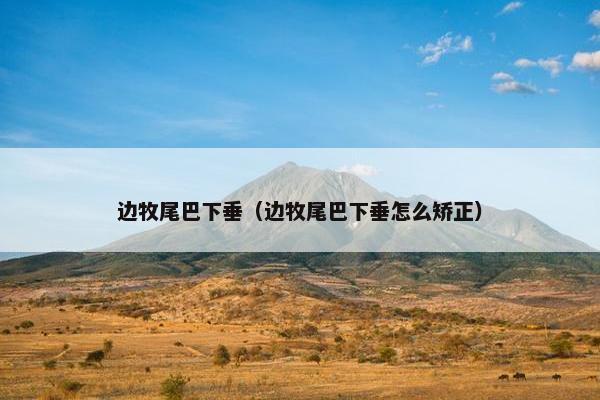 边牧尾巴下垂（边牧尾巴下垂怎么矫正）