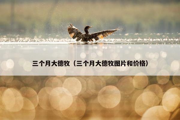 三个月大德牧（三个月大德牧图片和价格）