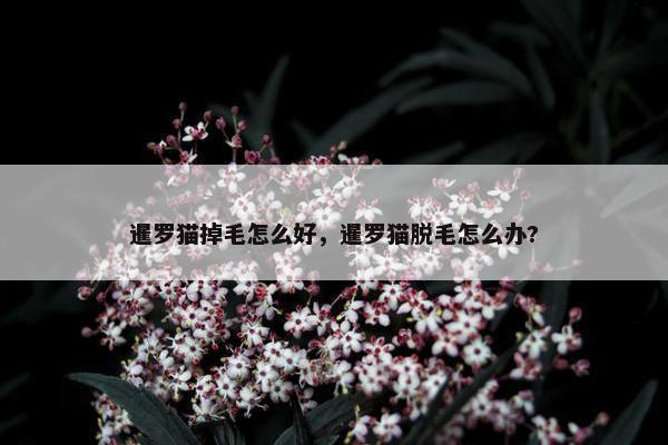 暹罗猫掉毛怎么好，暹罗猫脱毛怎么办?