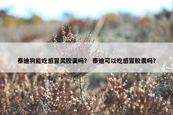 泰迪狗能吃感冒灵胶囊吗？ 泰迪可以吃感冒胶囊吗？