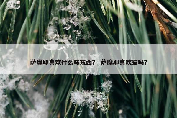 萨摩耶喜欢什么味东西？ 萨摩耶喜欢猫吗？