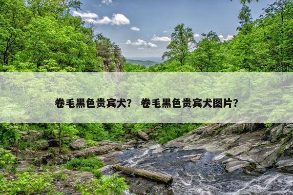 卷毛黑色贵宾犬？ 卷毛黑色贵宾犬图片？