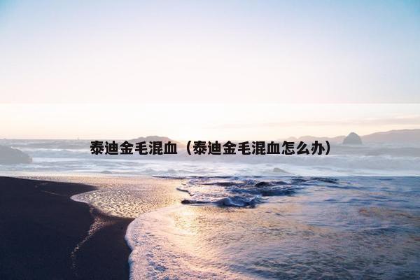 泰迪金毛混血（泰迪金毛混血怎么办）