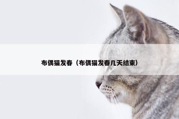 布偶猫发春（布偶猫发春几天结束）