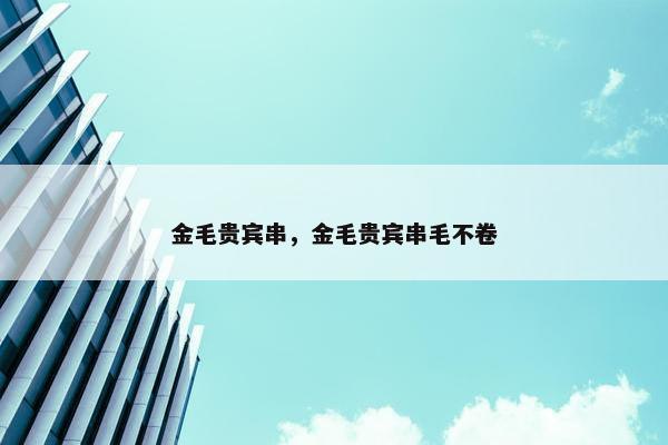 金毛贵宾串，金毛贵宾串毛不卷