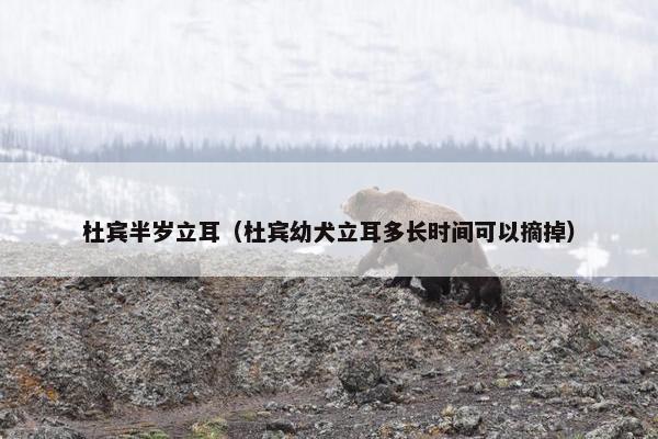 杜宾半岁立耳（杜宾幼犬立耳多长时间可以摘掉）