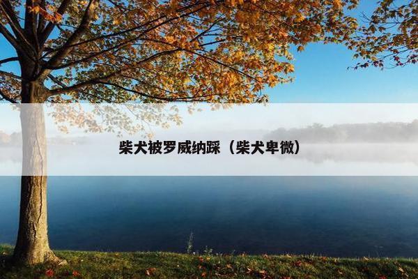 柴犬被罗威纳踩（柴犬卑微）