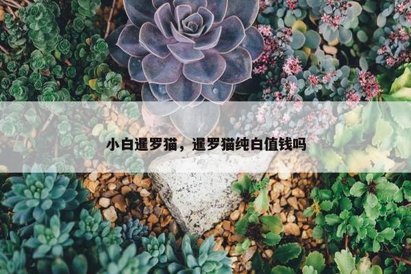 小白暹罗猫，暹罗猫纯白值钱吗
