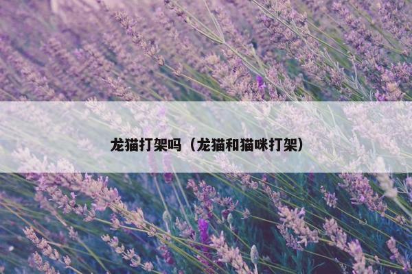 龙猫打架吗（龙猫和猫咪打架）