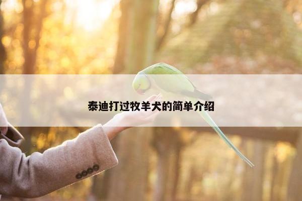 泰迪打过牧羊犬的简单介绍