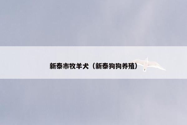 新泰市牧羊犬（新泰狗狗养殖）