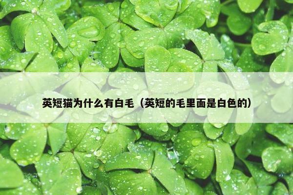 英短猫为什么有白毛（英短的毛里面是白色的）