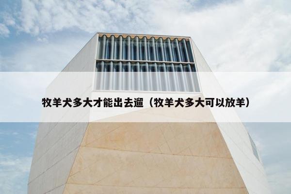 牧羊犬多大才能出去遛（牧羊犬多大可以放羊）