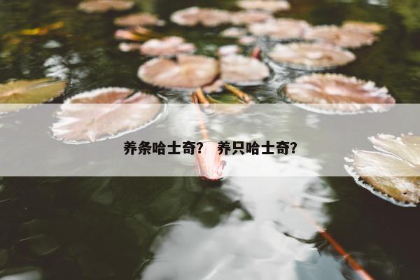 养条哈士奇？ 养只哈士奇？