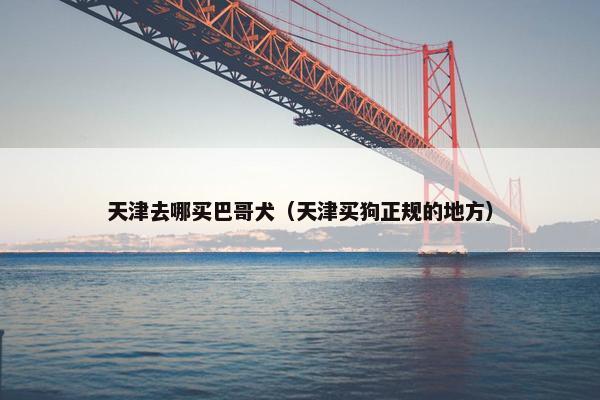 天津去哪买巴哥犬（天津买狗正规的地方）