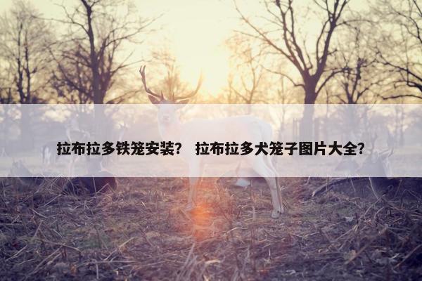 拉布拉多铁笼安装？ 拉布拉多犬笼子图片大全？