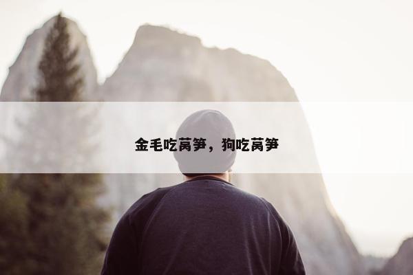 金毛吃莴笋，狗吃莴笋