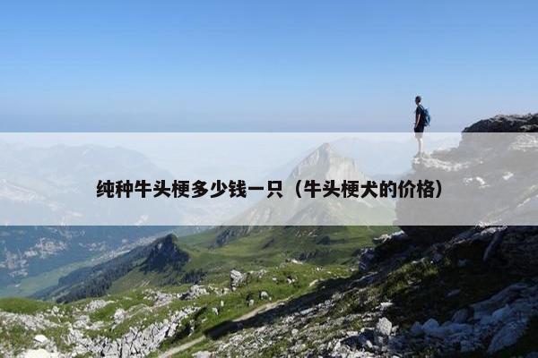 纯种牛头梗多少钱一只（牛头梗犬的价格）