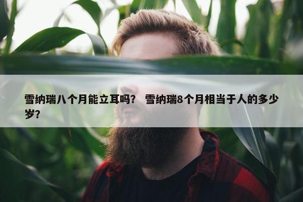 雪纳瑞八个月能立耳吗？ 雪纳瑞8个月相当于人的多少岁？
